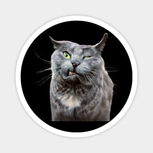 Angry Grey Cat Selfie Magnet